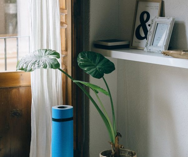 A cozy setup for home yoga with a mat, cushion, and a plant.
